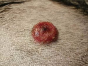 Melanoma on a dog photo Melanoma on a dog - possible reason of bump on a dog's private area
