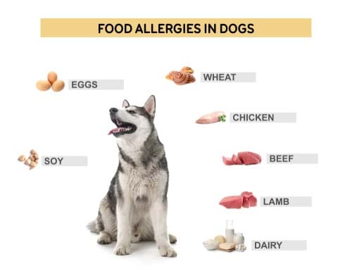 Most common causes of food allergies in dogs