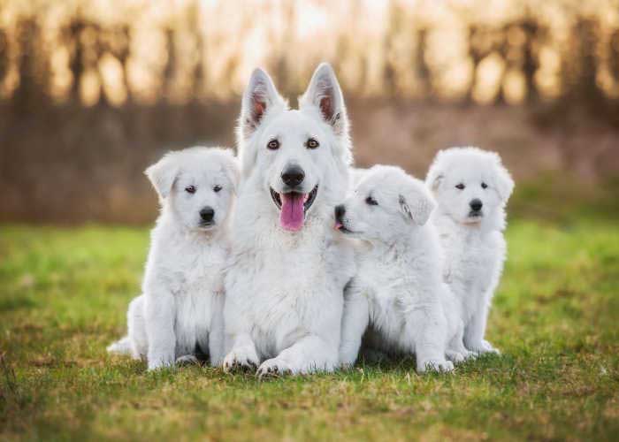 Dog Litter Separation