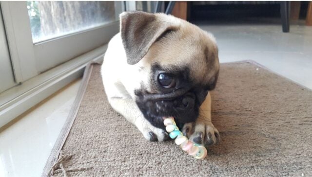 My Dog Ate Rubber Featured Image My Dog Ate Rubber Featured Image