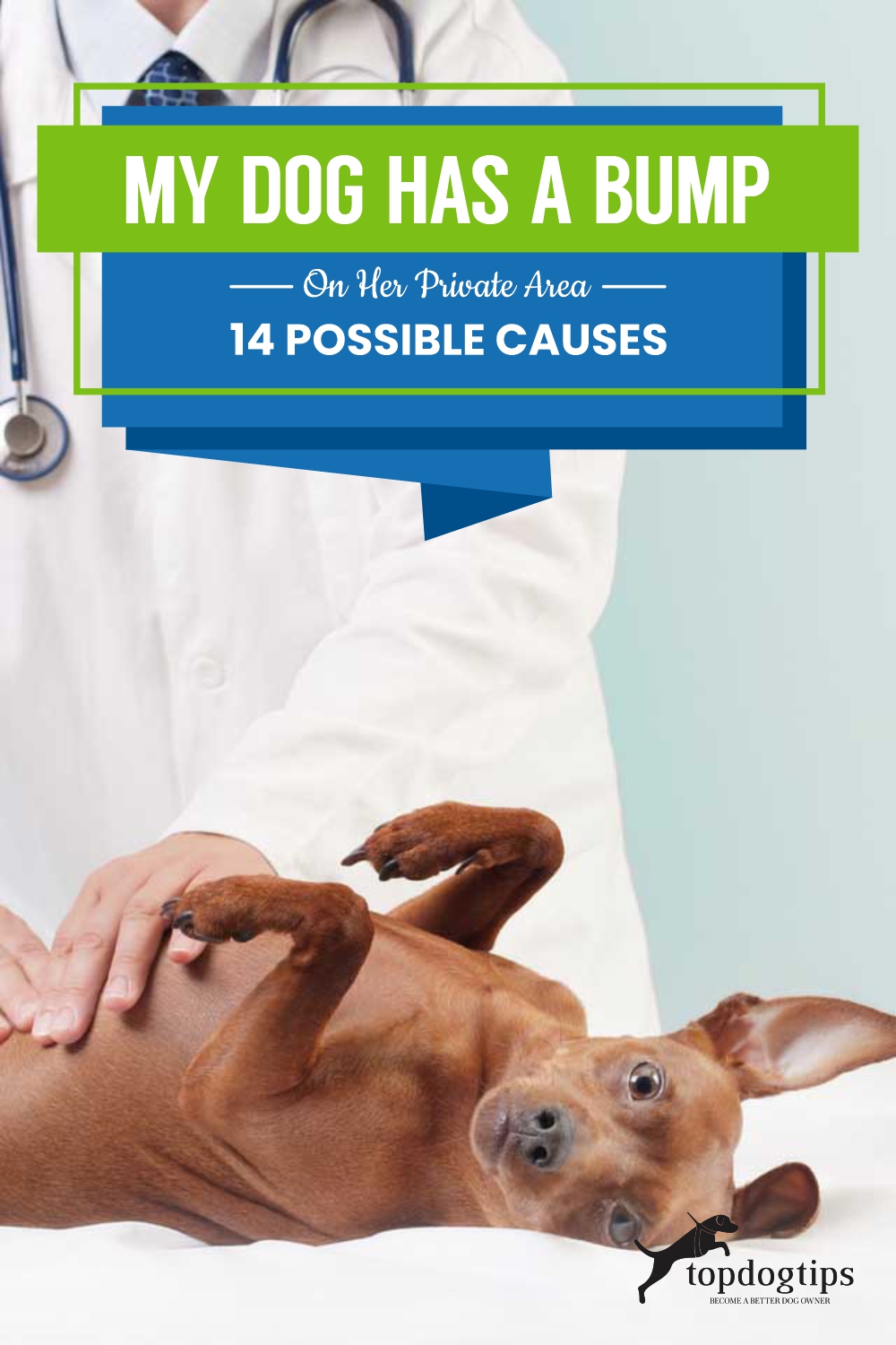 My Dog Has a Bump on Her Private Area (14 Possible Causes)