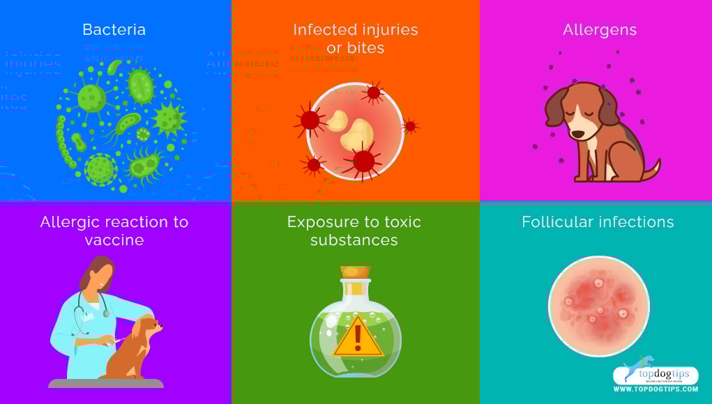 Other potential reasons of bumps on a dog's private area