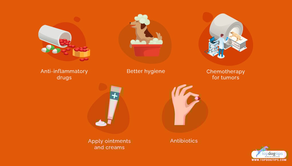 Prevention and treatment for bumps on a dog's private area.