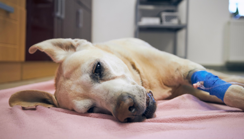Signs and Symptoms of Cancer in Dogs