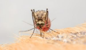 A mosquito filled with blood perched on a dog