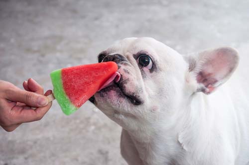 Offer Your Dog Icy Treats Offer Your Dog Icy Treats
