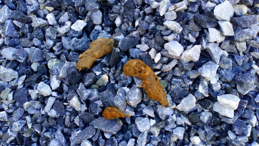 Orange Dog Poop Color Orange Dog Poop Color