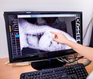 Pancreatitis in Dogs Pancreatitis in Dogs