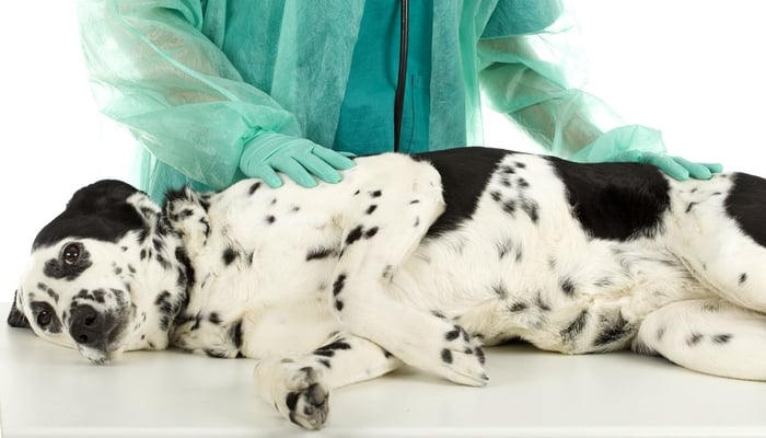 Pancreatitis in Dogs Pancreatitis in Dogs