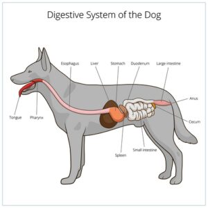 What is Pancreatitis in Dogs? What is Pancreatitis in Dogs?
