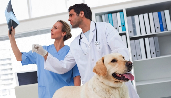 Pancreatitis in Dogs Pancreatitis in Dogs