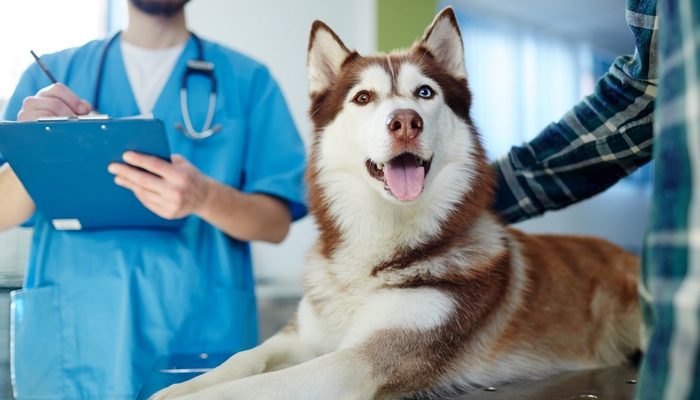 Prevention of Pancreatitis in Dogs Prevention of Pancreatitis in Dogs