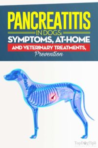 Pancreatitis in Dogs Guide Pancreatitis in Dogs Guide