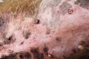 Papules on a dog Papules on a dog - possible reason of bump on a dog's private area