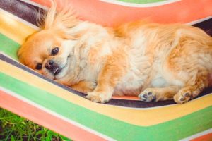 Pekingese dogs don't do well in hot climates due to their flat nose