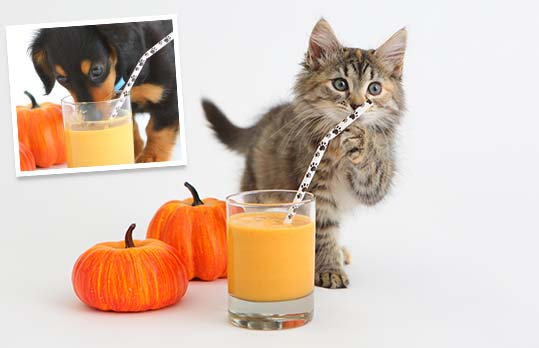 Pet-Friendly Pumpkin Smoothies for Dogs Pet-Friendly Pumpkin Smoothies for Dogs