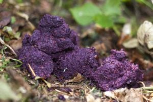 Pink or Purple Dog Poop Color
