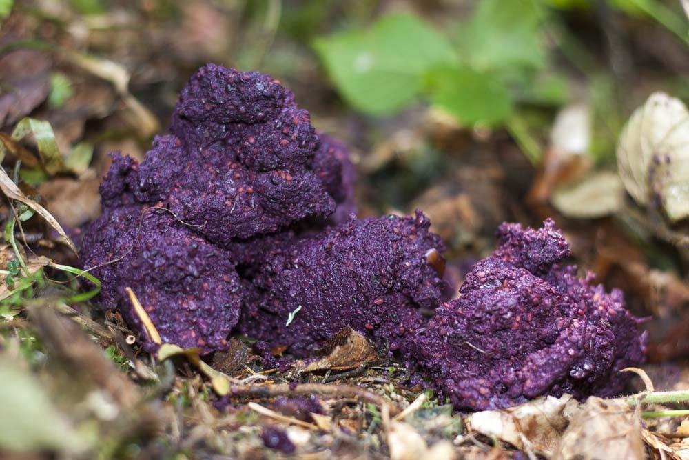 Pink or Purple Dog Poop Color Pink or Purple Dog Poop Color
