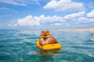 Pomeranians are flat-faced and double-coated, so they don't do well in hot weather