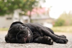 The Pug dog breed can't tolerate heat well