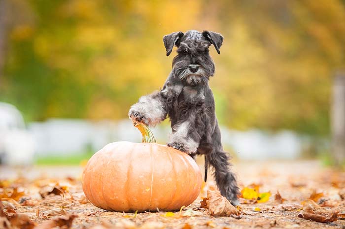 Natural Autumn decoration, like a pumpkin, can rot and be harmful for dogs