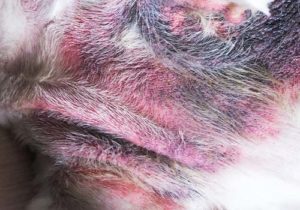 Pyoderma on dog picture Pyoderma - possible reason of bump on a dog's private area
