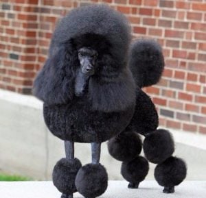 English Saddle Trim - Poodle haircut