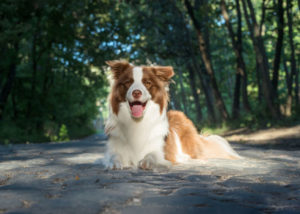 Red-and-white-border-collie - heat-tolerant dog breed