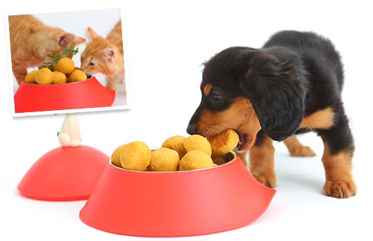 Roasted Turkey Medallions for Thanksgiving Roasted Turkey Medallions for Thanksgiving