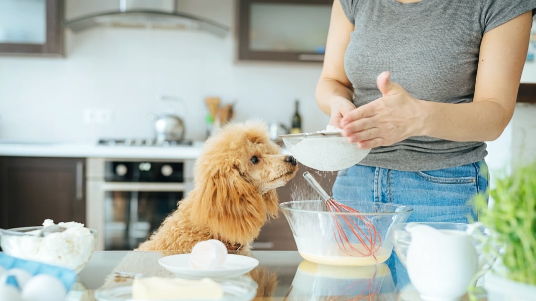 Cooking homemade meals for dogs with allergies