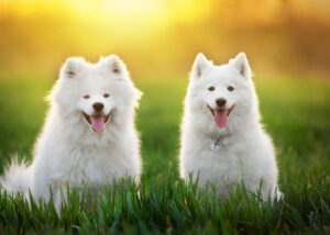The Samoyed has a double coat that acts as their insulators. They also tend to overheat easily because of it.