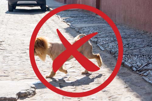 Shaving double coated dogs Shaved dog on a hot pavement can cause harm, such as heatstroke, in dogs