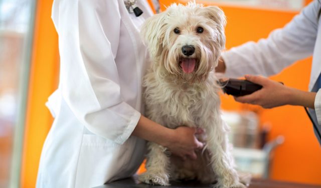 shaving your dog for summer