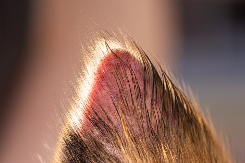 Closeup photo of a sunburned dog ear