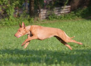Pharaoh Hound - heat-tolerant dog breed