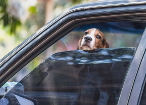 dog inside hot car with a window cracked open