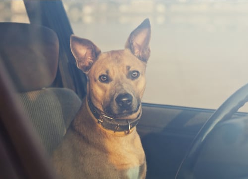 dog inside a hot car in summer