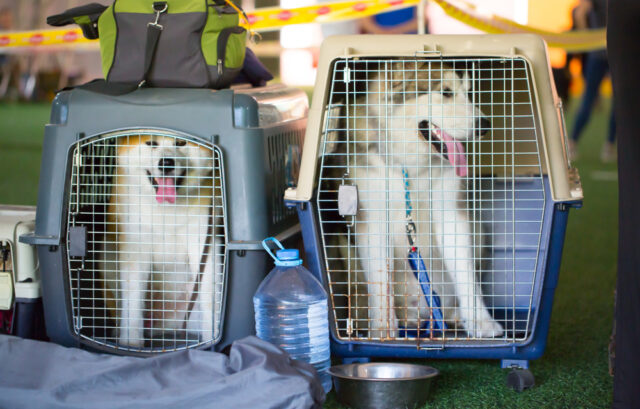 Large Dogs in Crates for Air Travel