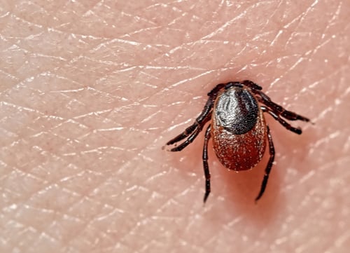 A lone deer tick attached on human skin