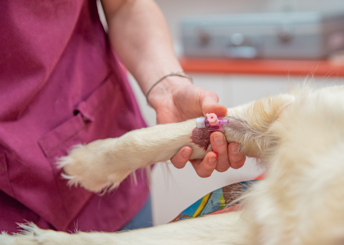 Canine blood donation - vet inserted a cannula in dogs cephalic vein