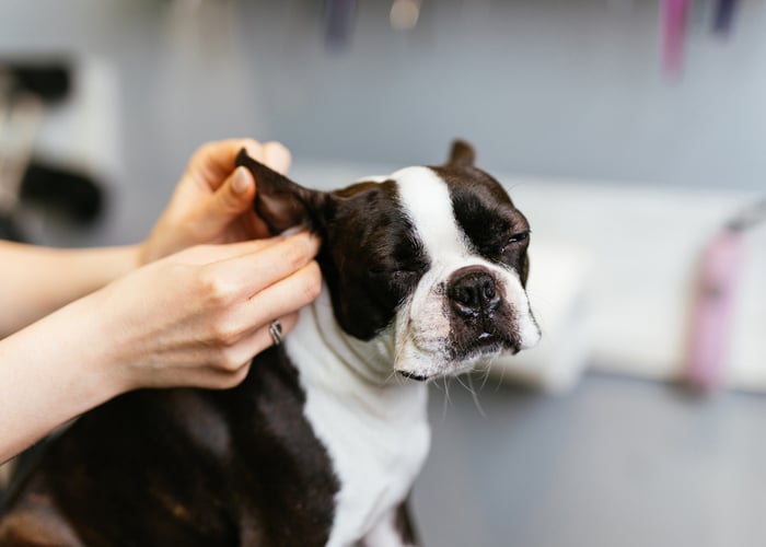Cleaning a black and white dog's ears with a homemade ear cleaner