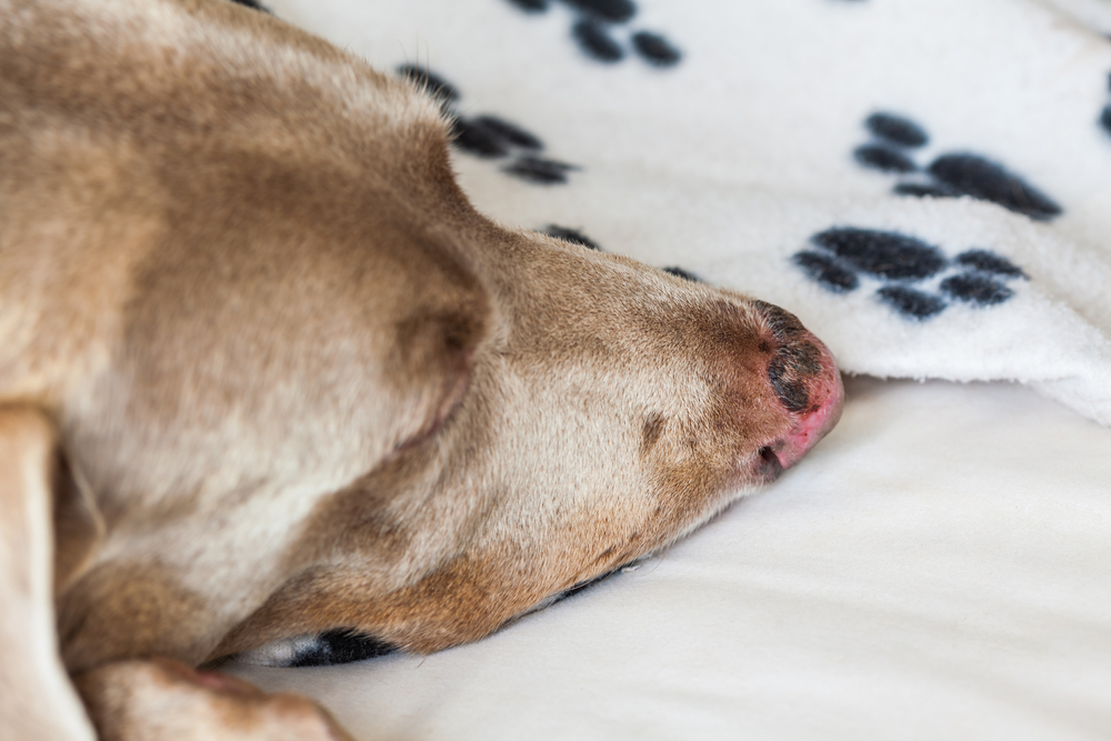 Sunburn on dog's nose