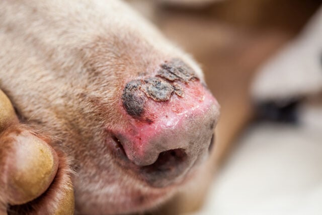 Closeup,Of,A,Sunburn,Injury,In,A,Dog,Nose.,Pet Sunburn in Dogs Featured Image