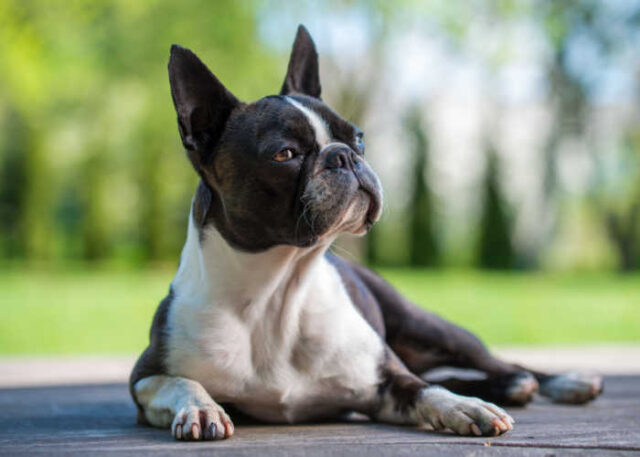Boston Terrier Dog Breed Profile