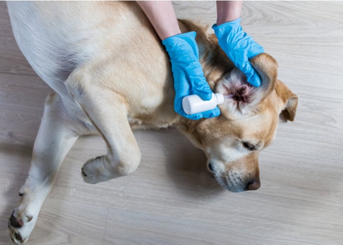 Applying a homemade ear cleaner to a dog's ear in a bottle with squirting tip