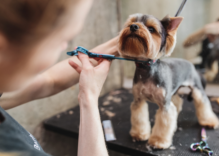 Grooming a Yorkie in preparation for Summer