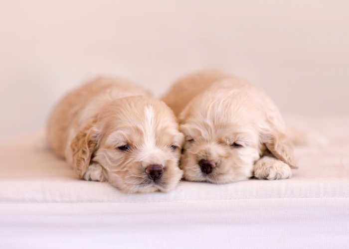 When do Puppies Open Their Eyes