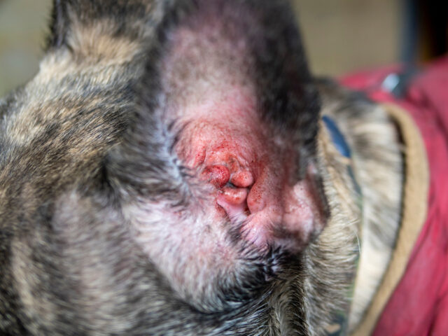 How to tell if a dog has an ear infection featured image