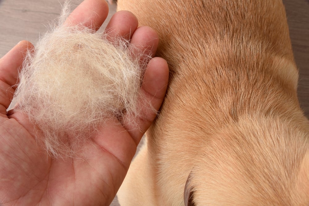 Ball of shedded dog hair