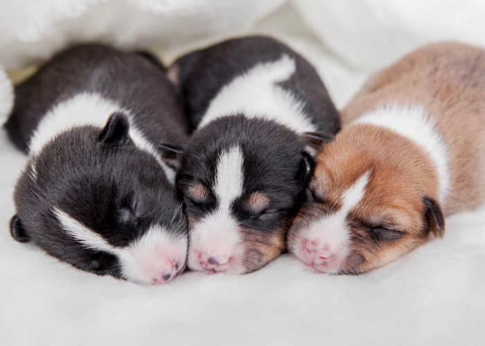 newborn puppies